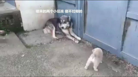 吓唬小狗,被人家长找上门后秒怂的一只汪。